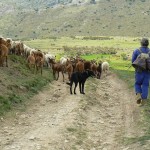 herder